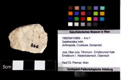 Foto (Objket + Etiketten) von Galatheoidea indet. 